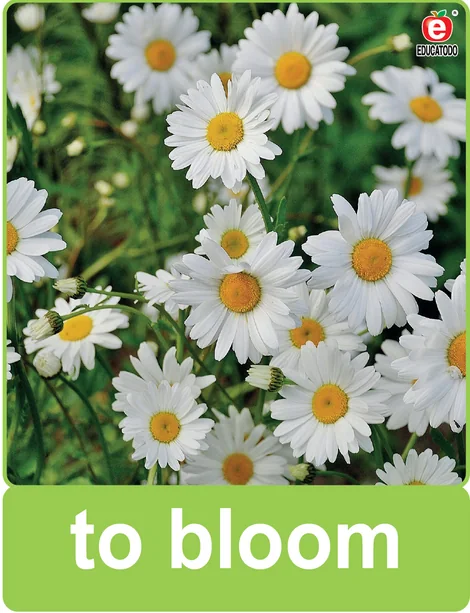 Tarjeta física: to bloom